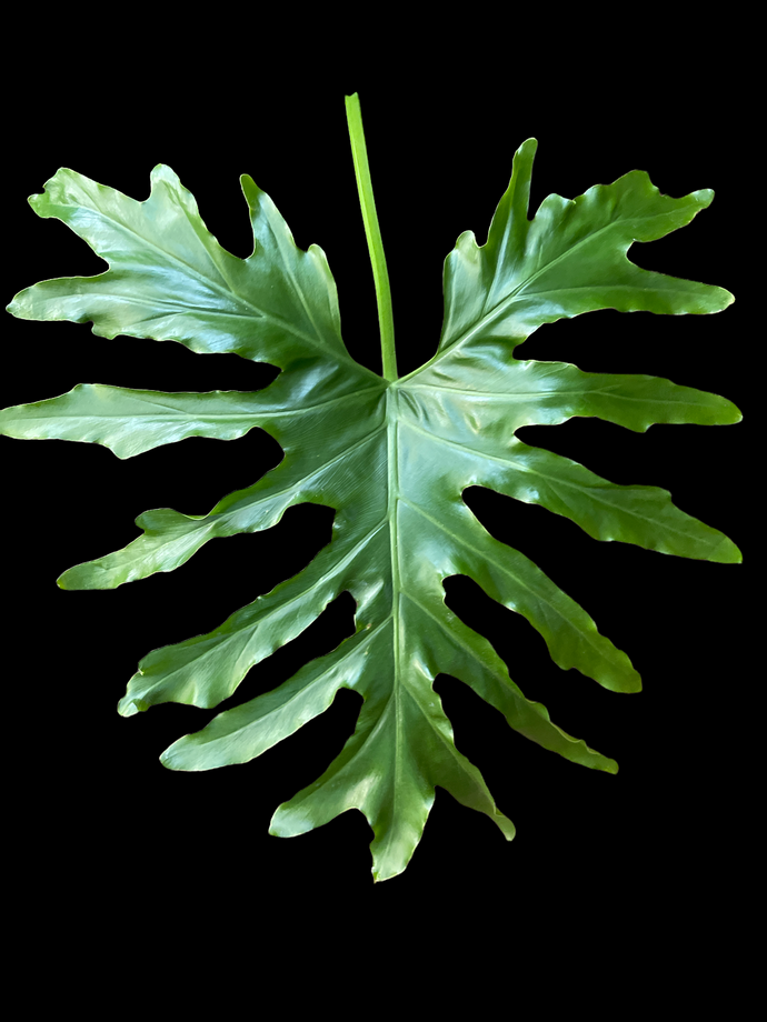 How are they different?  Philodendron - Monstera - Epipremnum - Scindapsus - Rhaphidophora