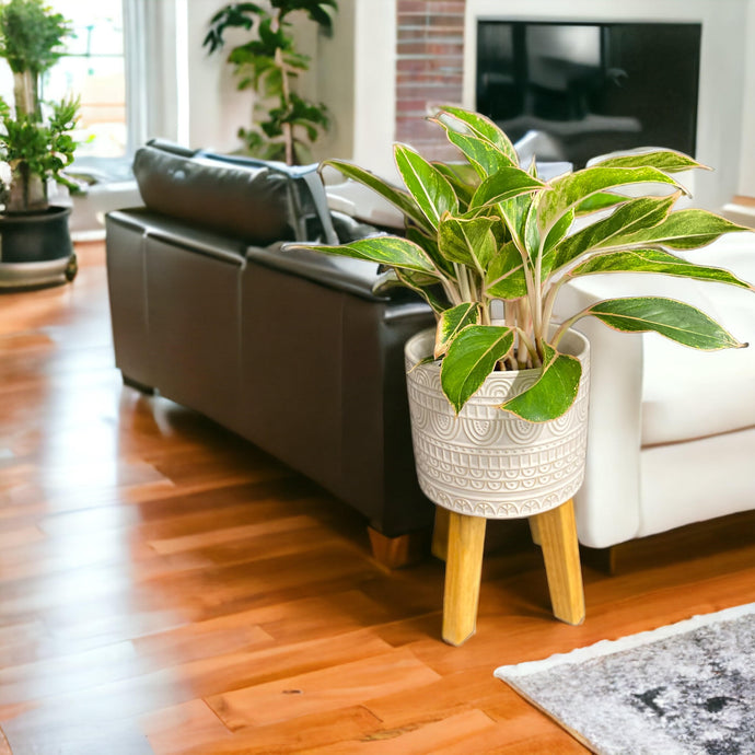 Why repotting in the Fall and Winter isn't the best idea