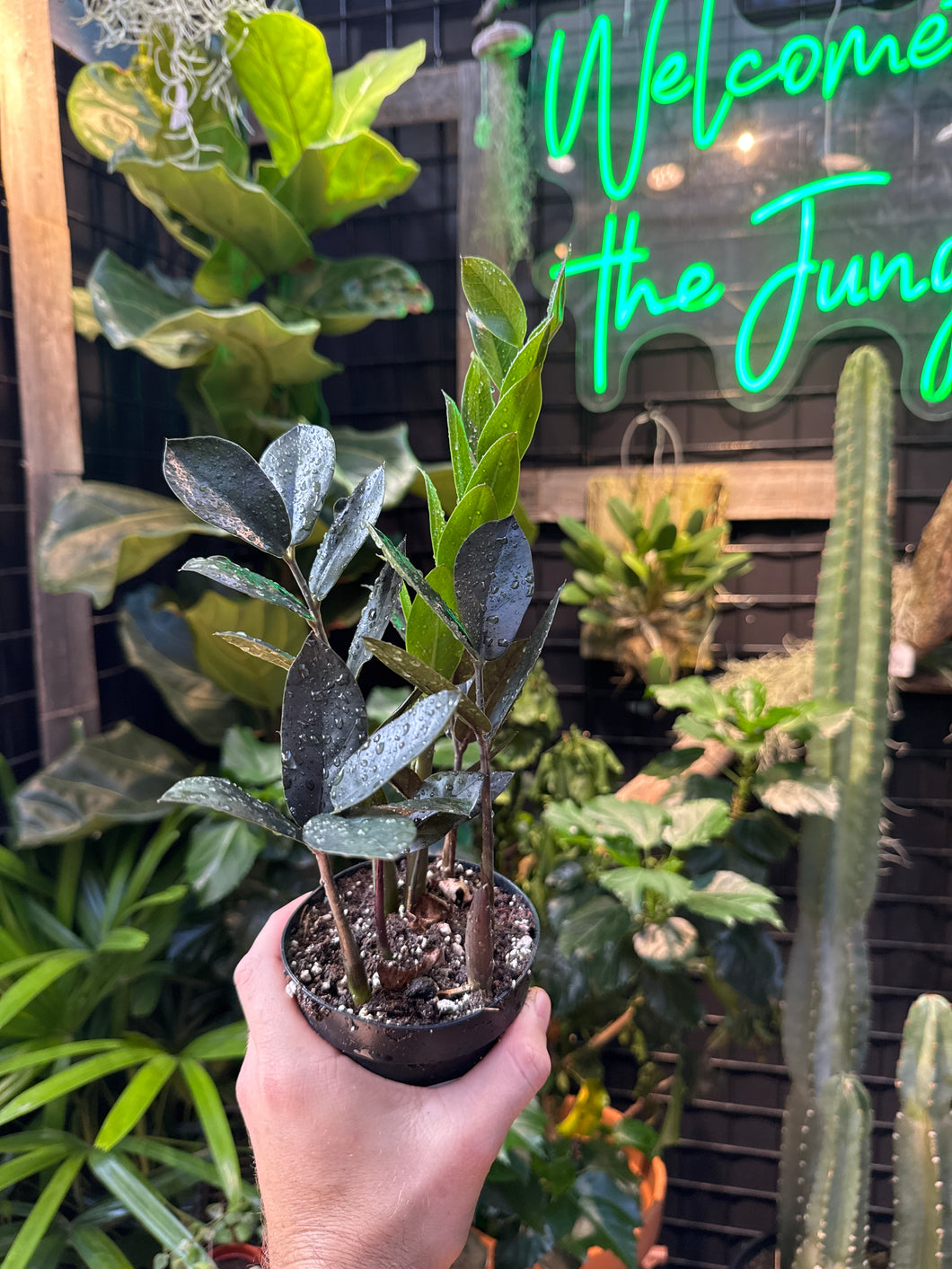 ZZ Plant 'Zamicro' Black