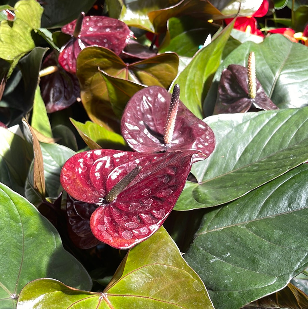 bella anthurium Anthurium Black Beauty – Jordan's Jungle