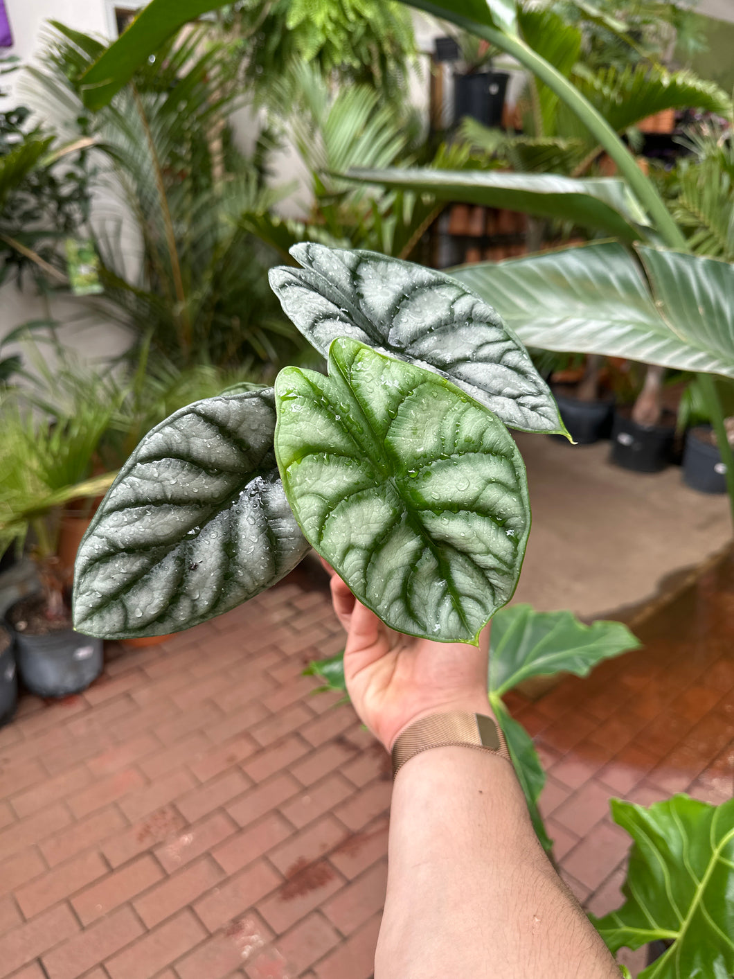 Alocasia 'Silver Dragon'