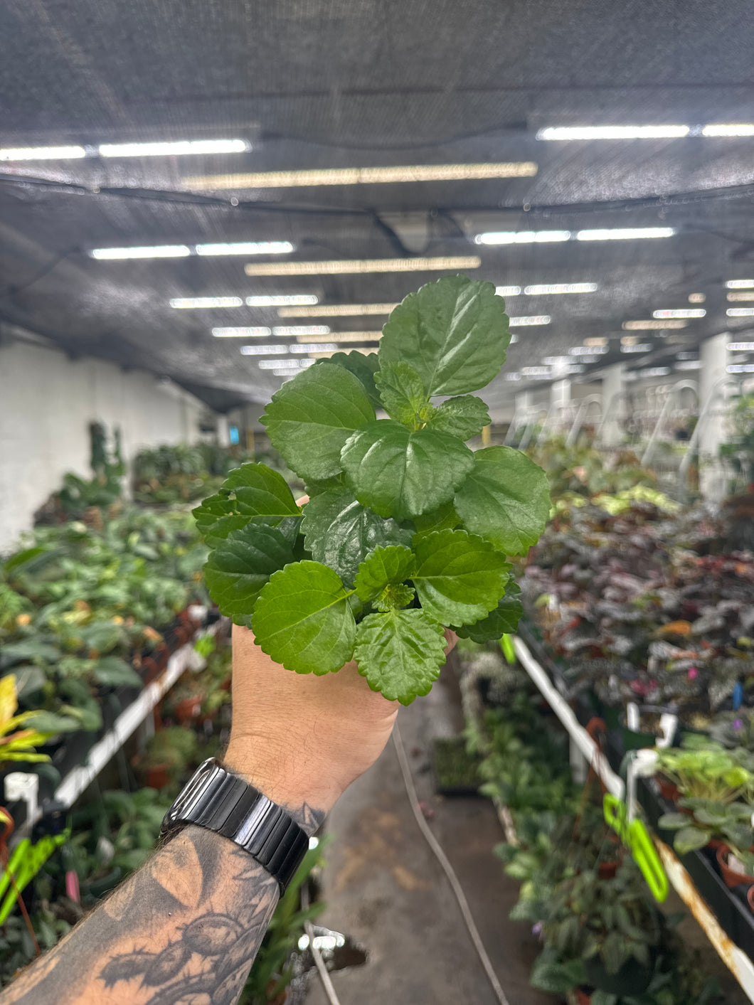 Plectranthus