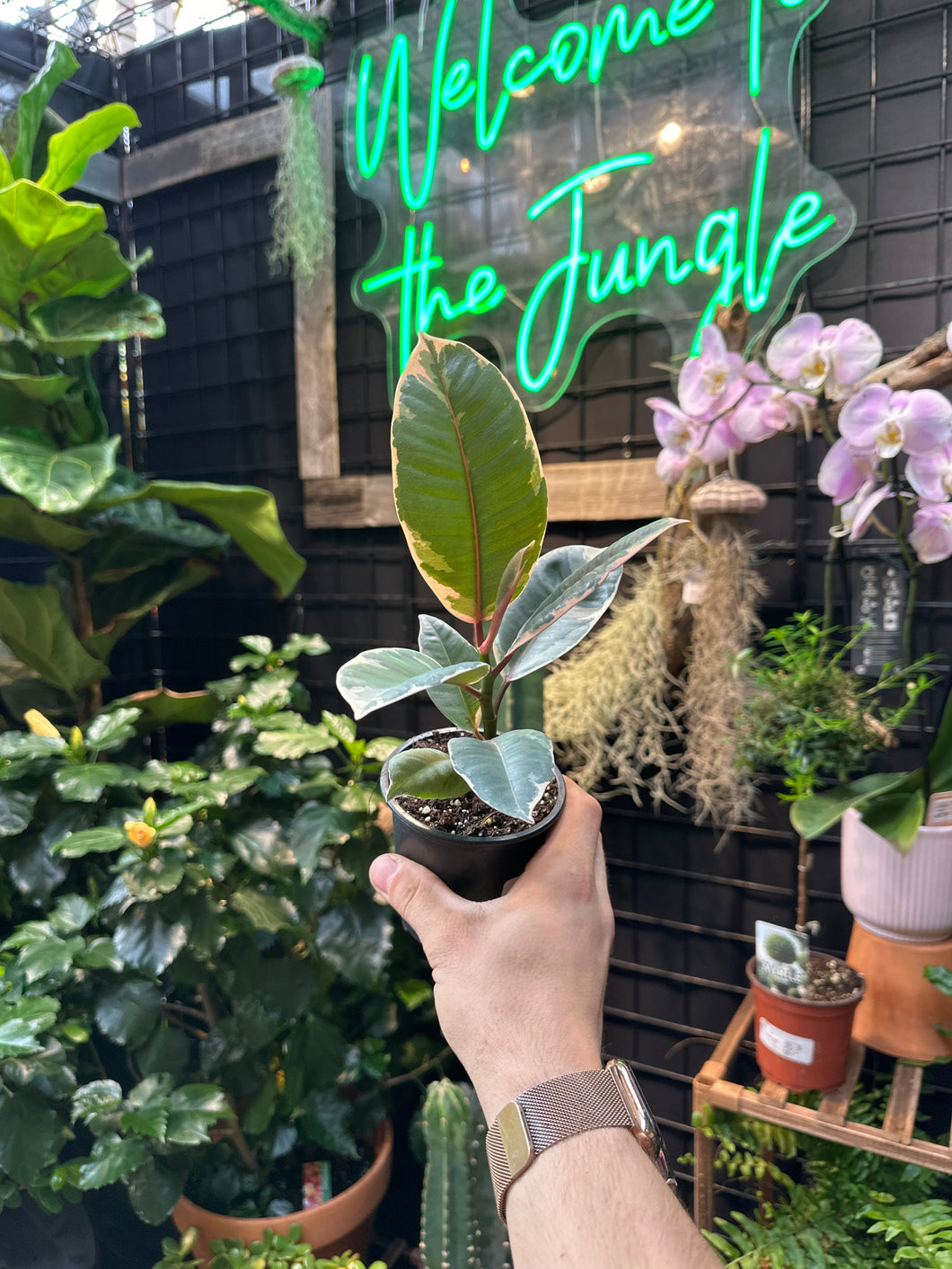 Ficus Elastica - Ruby