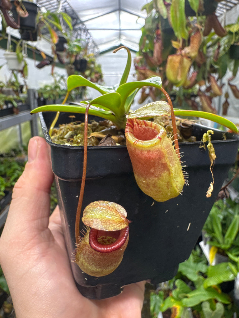 ニャニュ Nepenthes sibuyanensis X attenboroughii (Small) – Jordan's Jungle