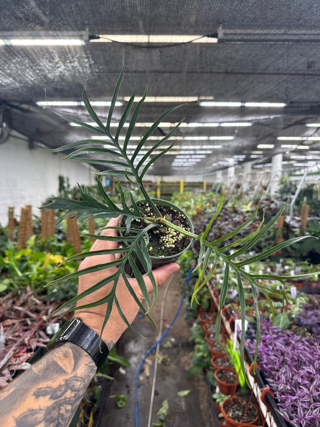 Philodendron Tortum