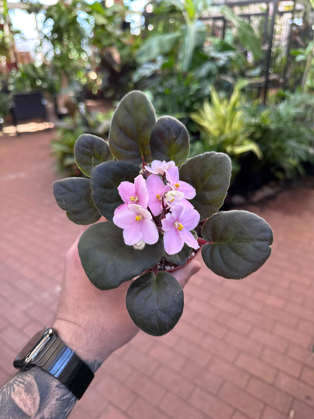 African Violet 'IsaBell'