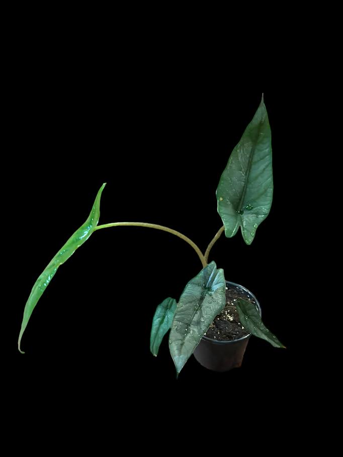 Alocasia Heterophylla