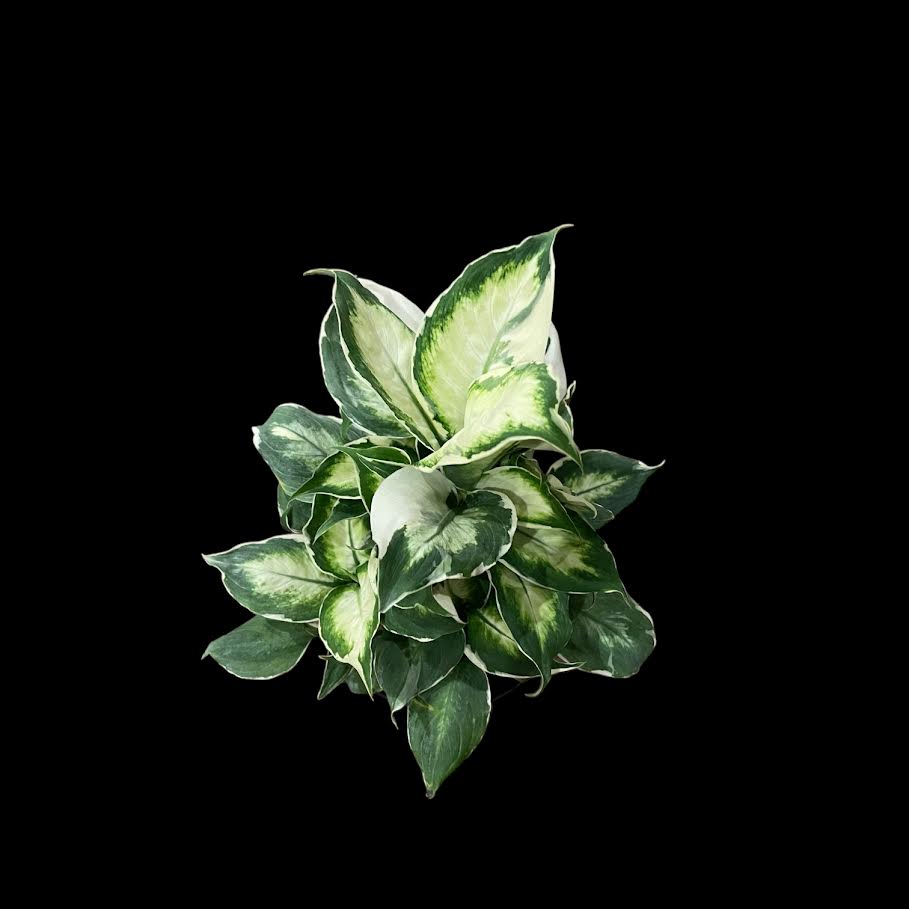 Dieffenbachia Cool Beauty