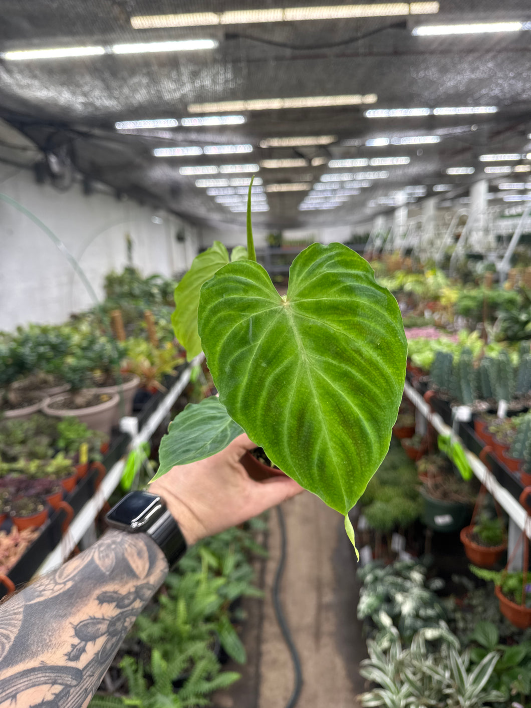 Philodendron Verrucosum