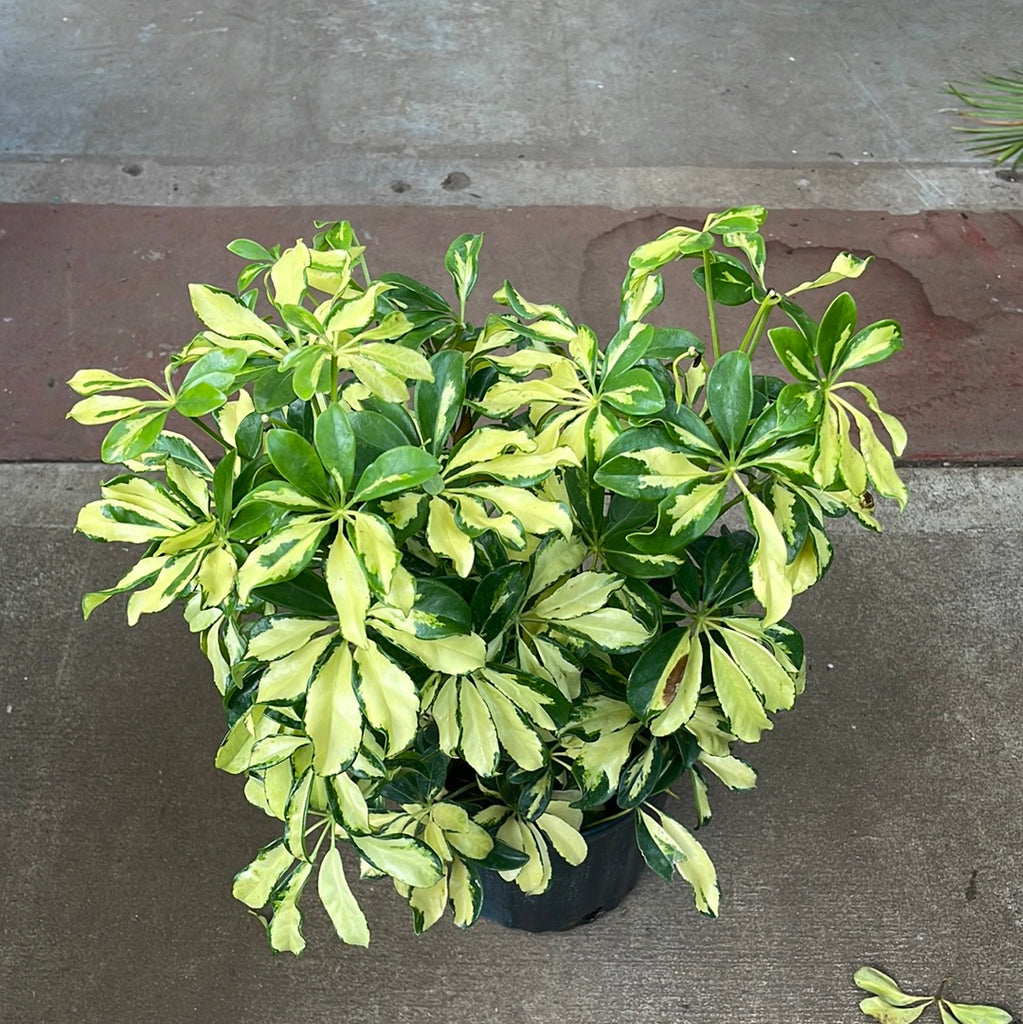 Schefflera Trinette – Jordan's Jungle