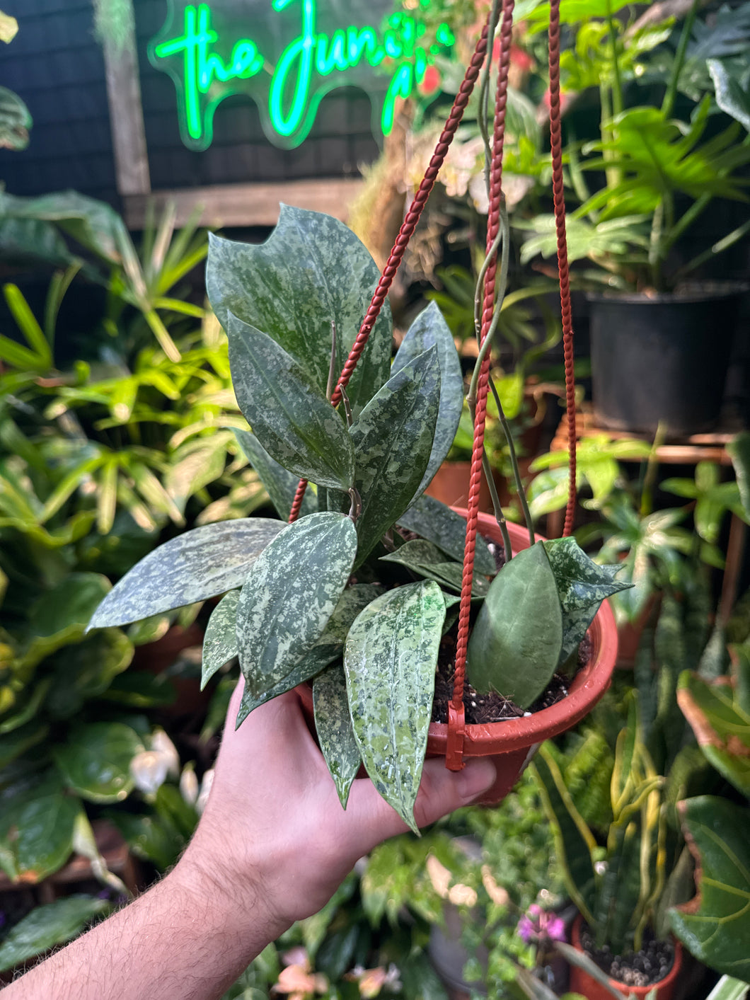 Hoya latifolia 'Rangsan'