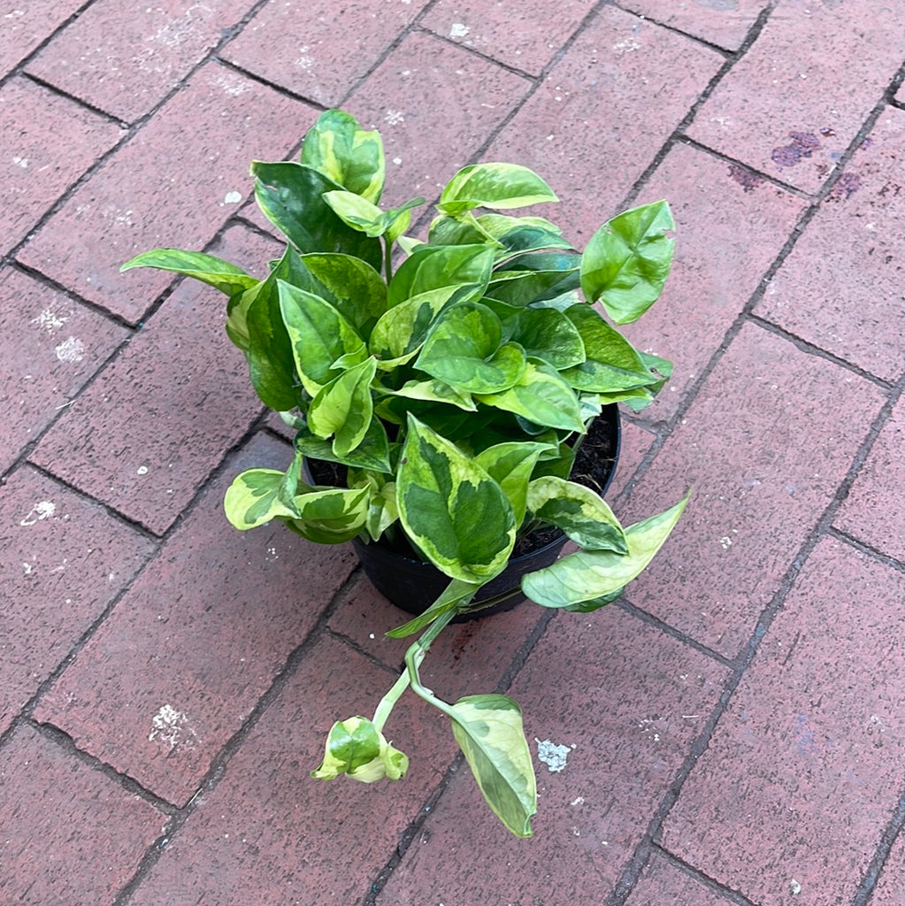 Epipremnum Lemon Meringue – Jordan's Jungle
