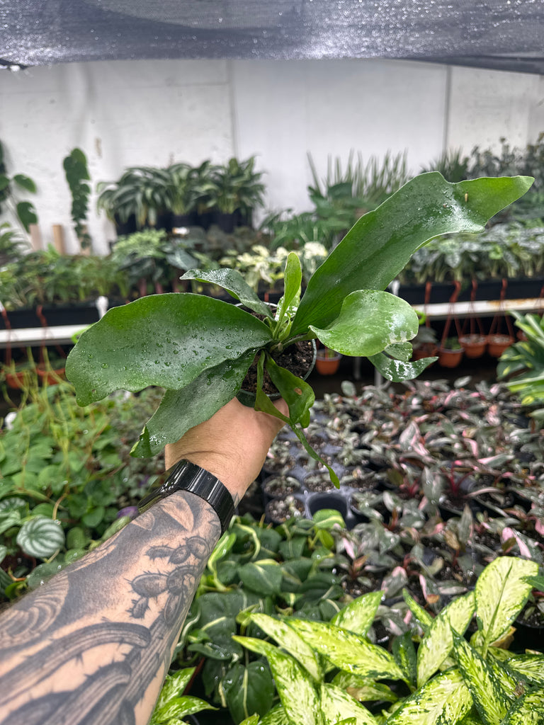 platycerium .sp【majus mix】from法花園 Platycerium bifurcatum 