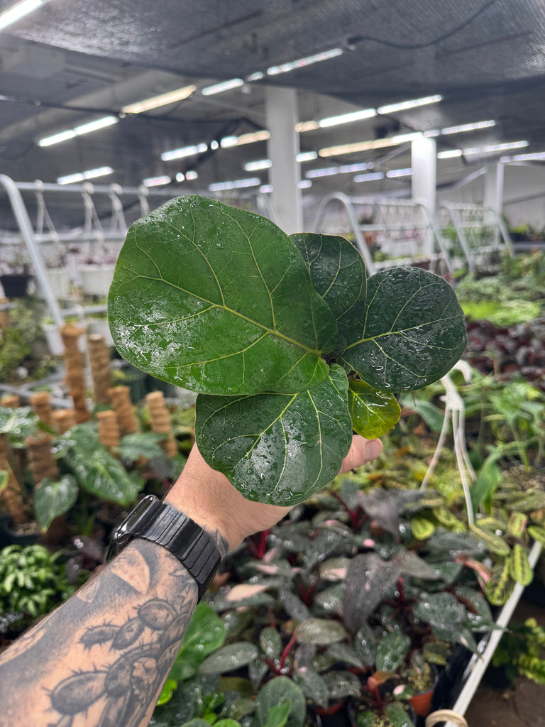 fiddle leaf fig tattoo Ficus lyrata 'Little Sunshine' – Jordan's Jungle