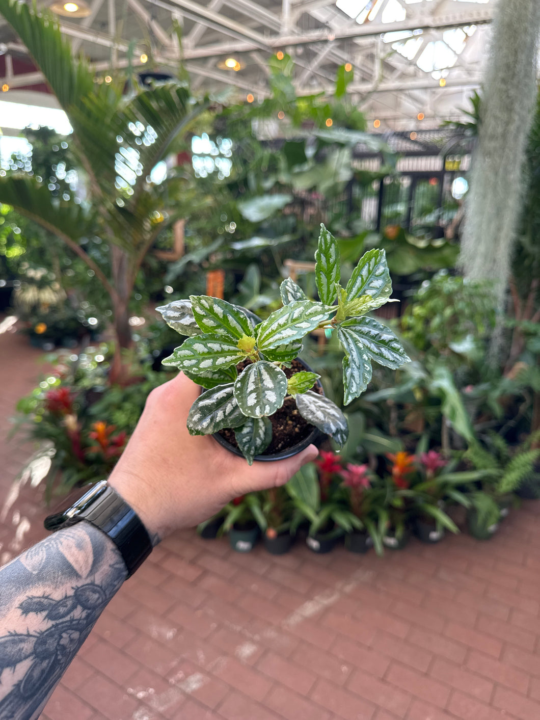 Pilea Cadierei