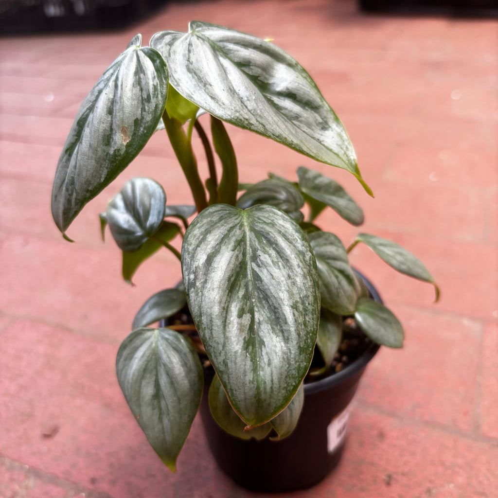philodendron sodiroi small form Philodendron Sodiroi