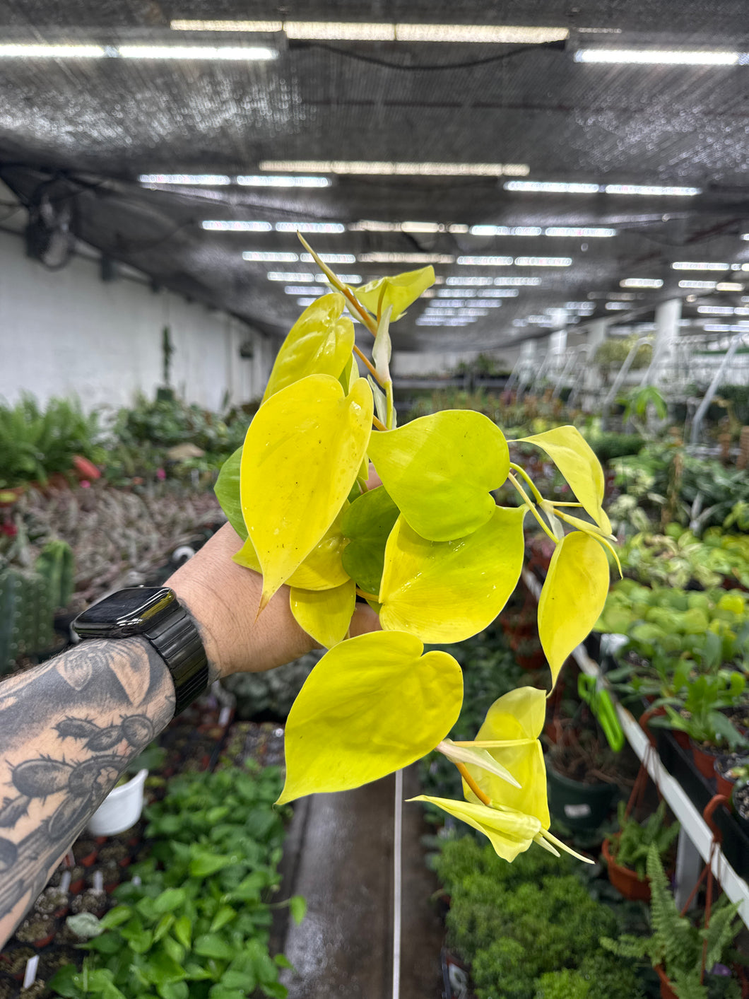 Philodendron Cordatum 'Lemon Lime'