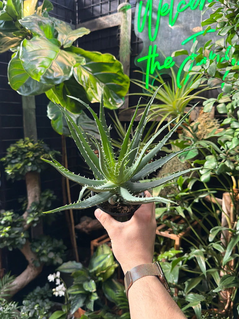 aloe vera plant nyc Aloe Vera 'Mohawk' – Jordan's Jungle