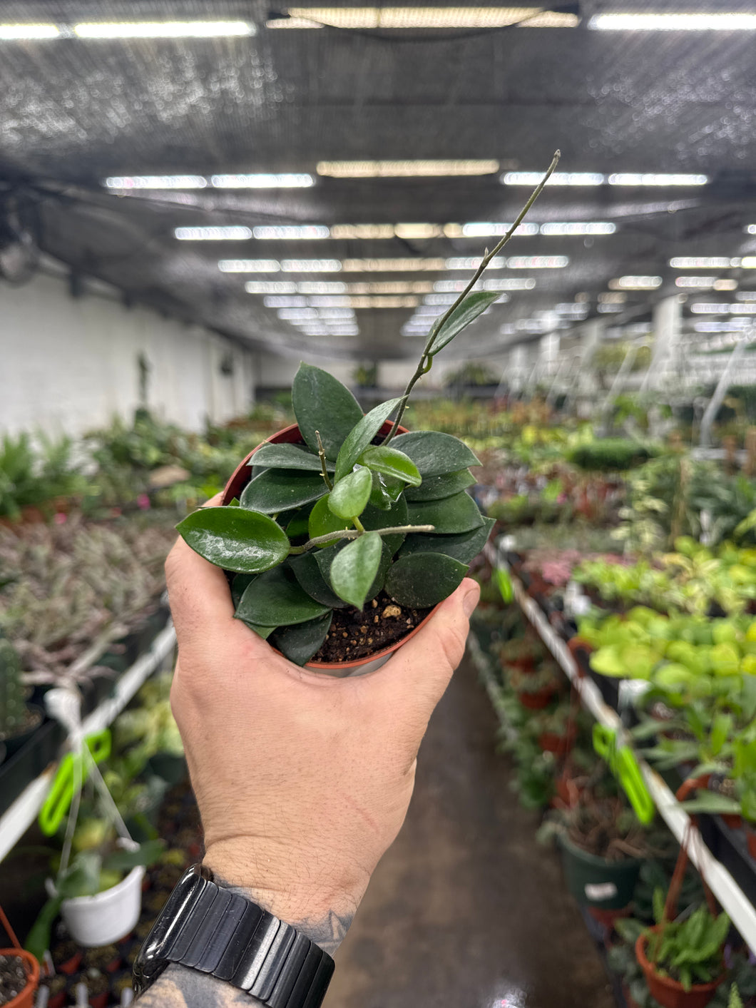 Hoya 'Chouke'