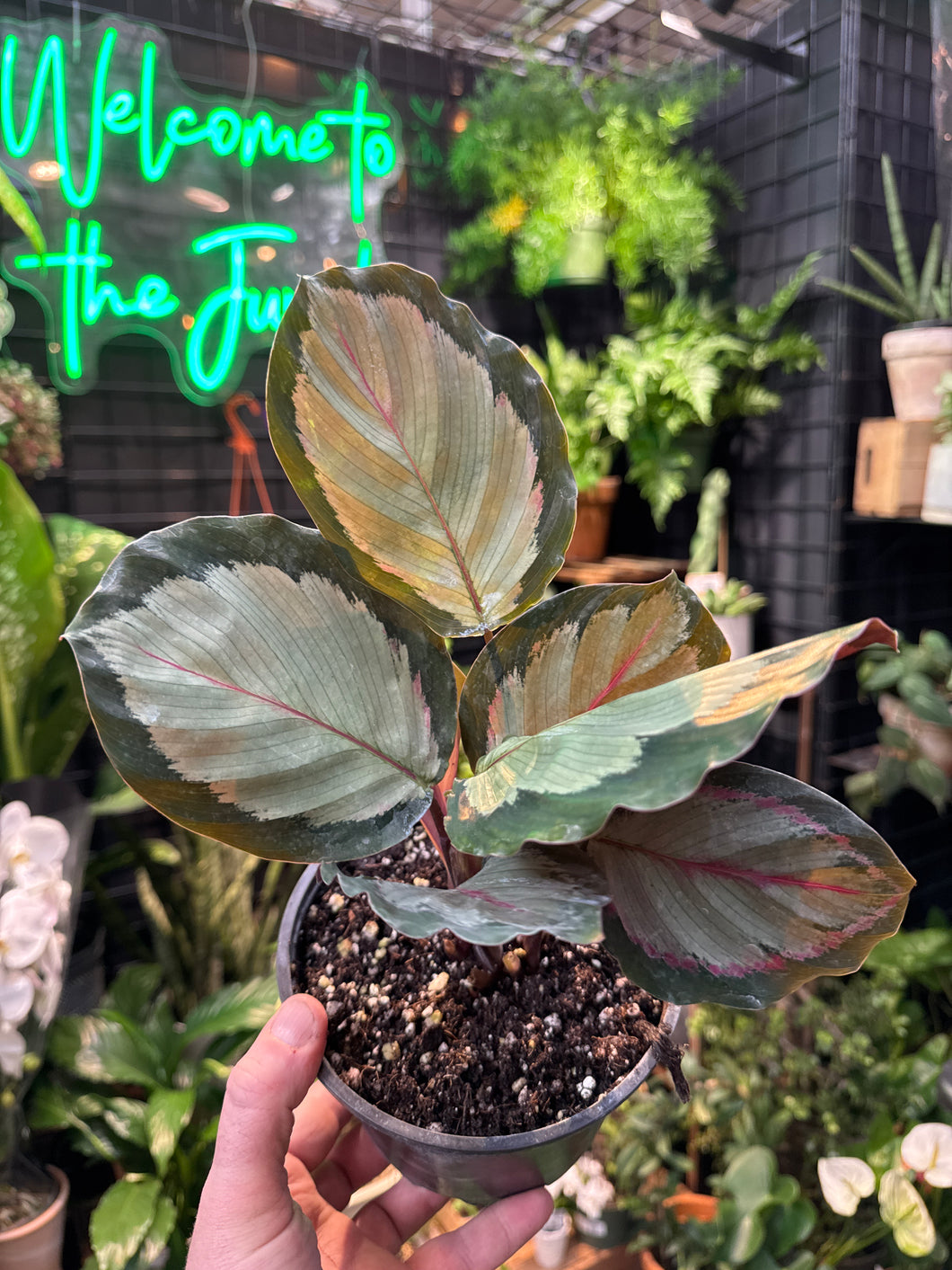 Calathea Roseopicta 'Northern Lights’