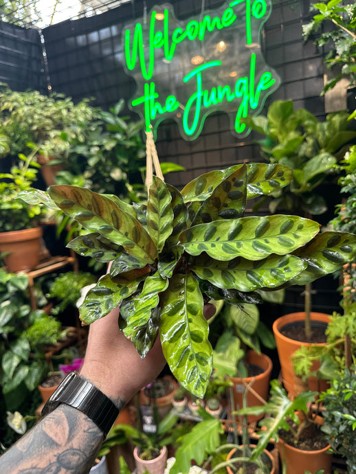 Goeppertia insignis (Rattlesnake Calathea)