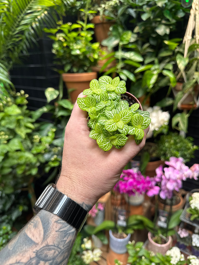 Fittonia 'Jolly Lime' – Jordan's Jungle
