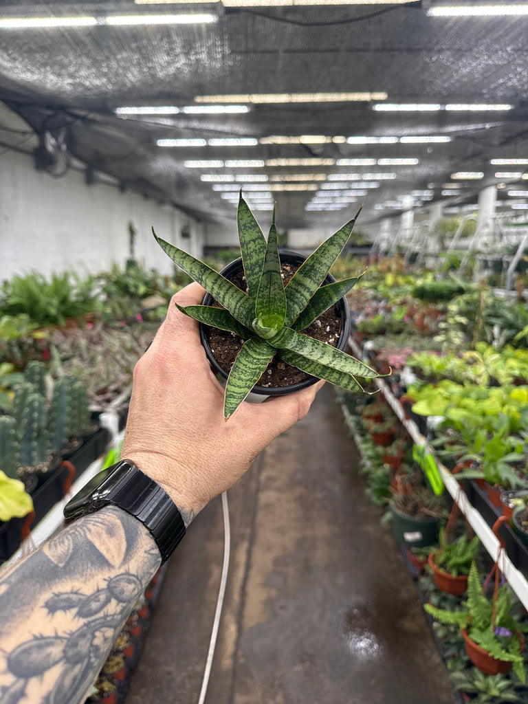 Sansevieria 'Silver Wave' – Jordan's Jungle