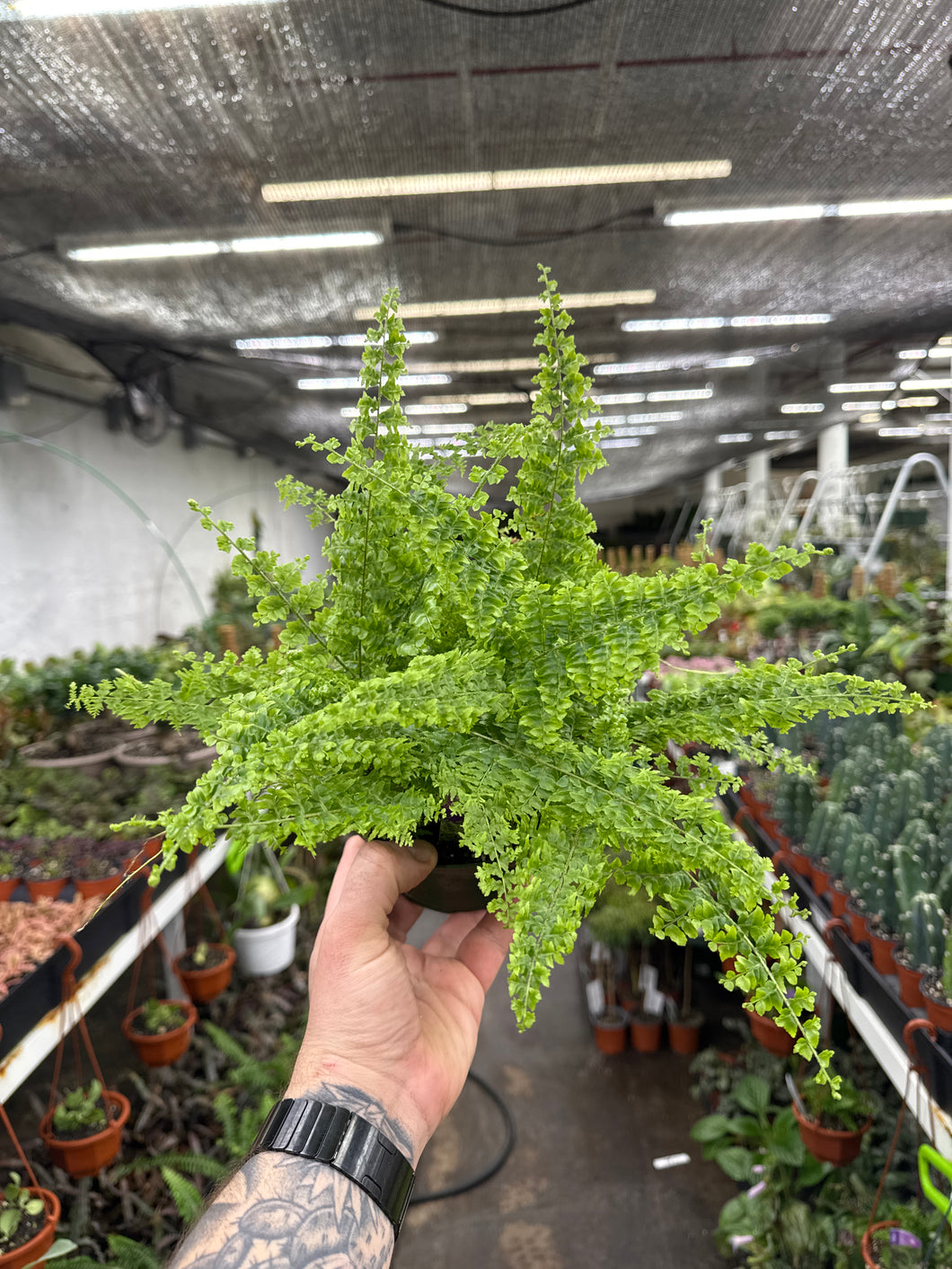 Green Fantasy Fern