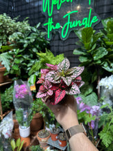 Hypoestes "Polka Dot Plant"