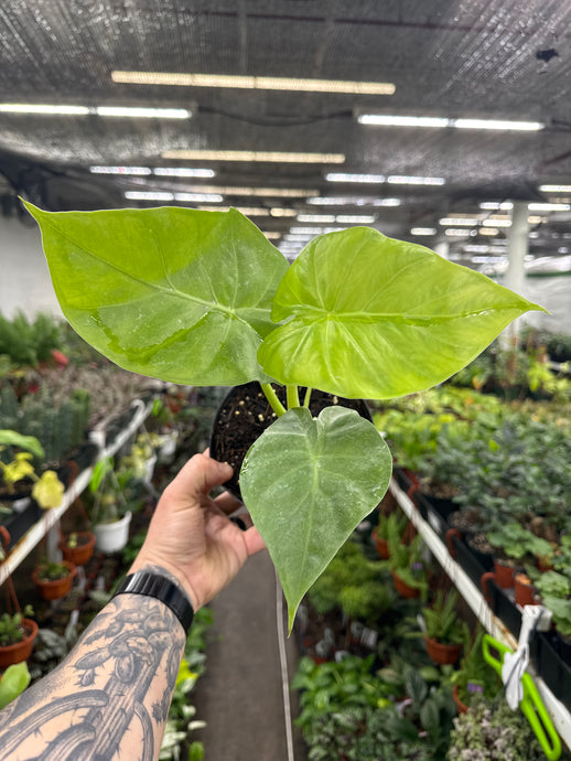 Alocasia Calidora