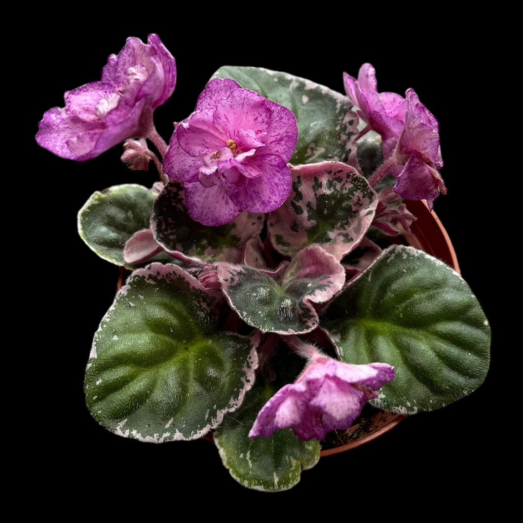 African Violet 'Sergeant Pepper'