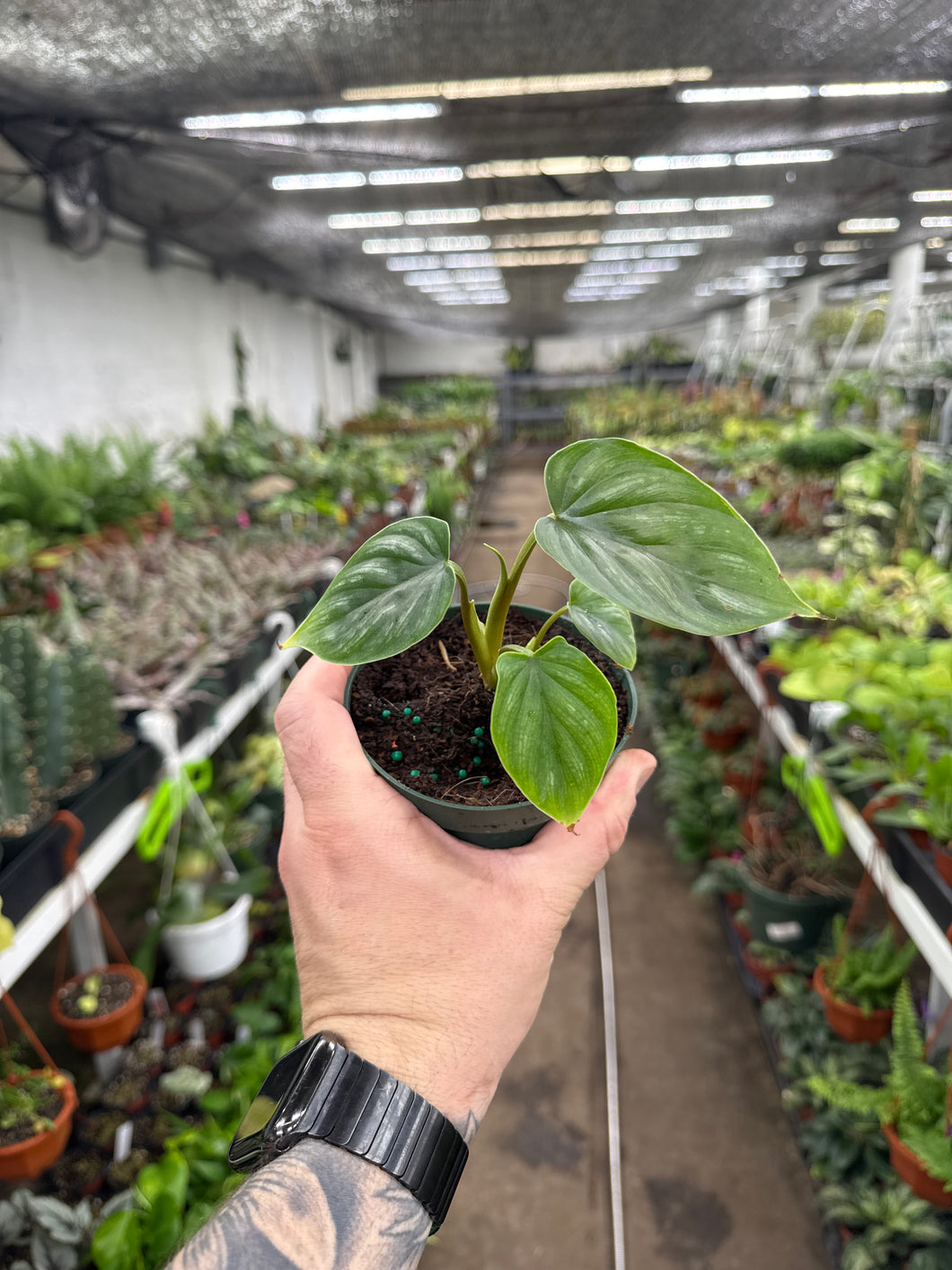 Philodendron pastazanum 'Silver'