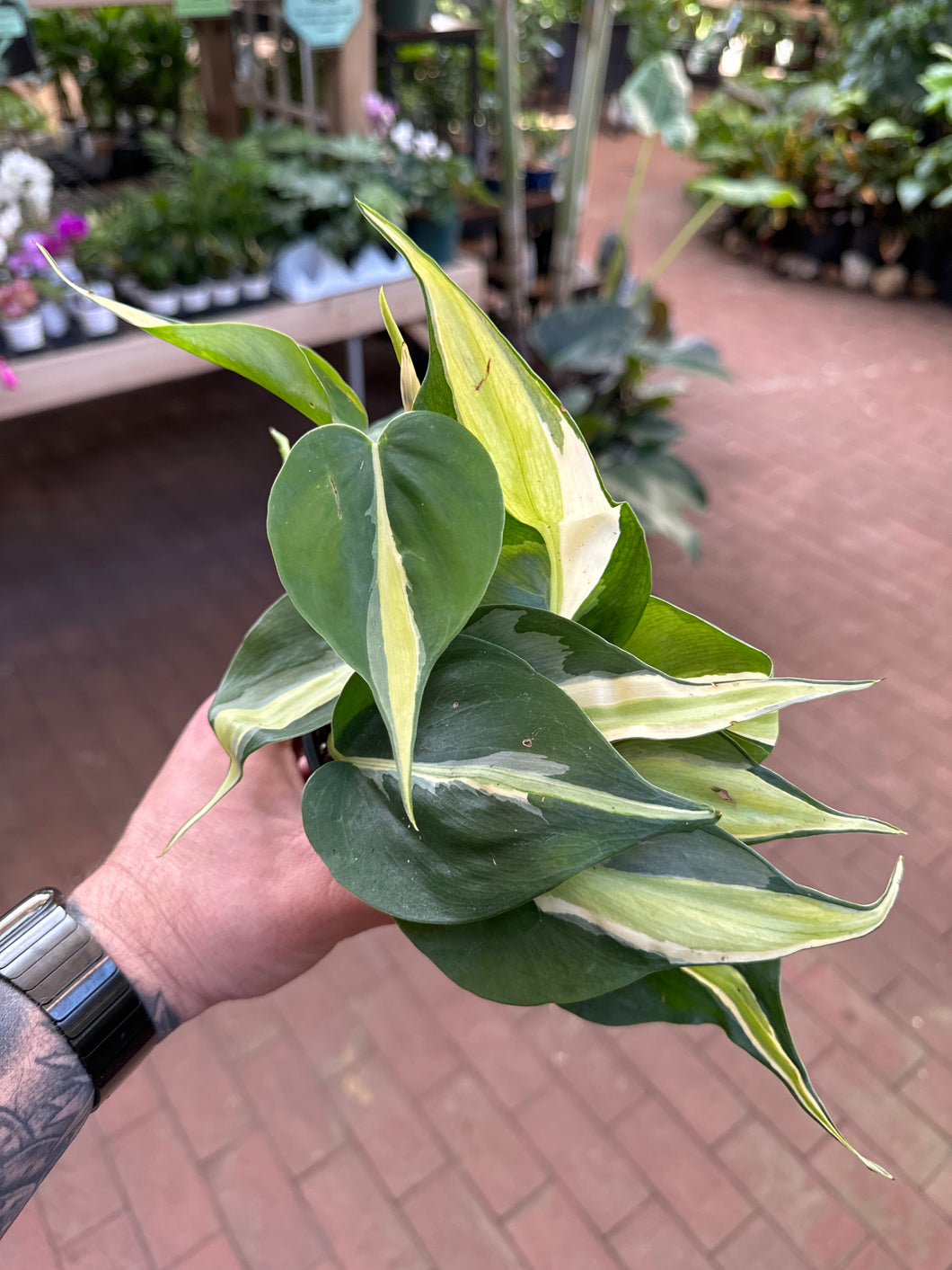 Philodendron hederaceum 'Silver Stripe'