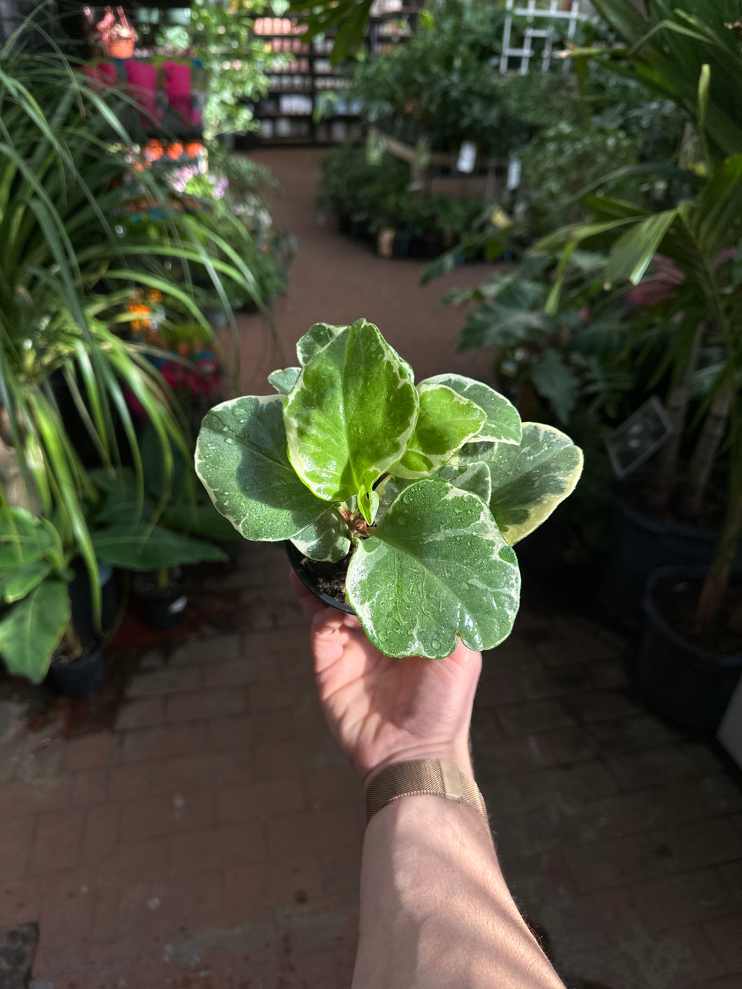 Peperomia Obtusifolia Variegata