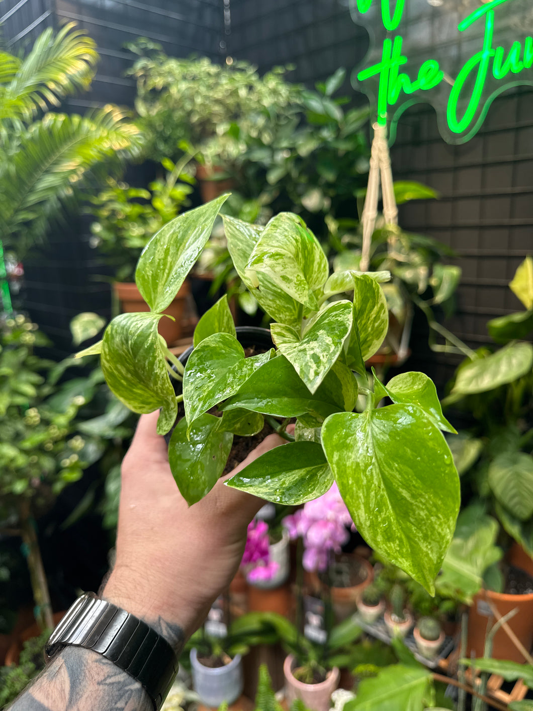 Epipremnum Marble Queen (Pothos)