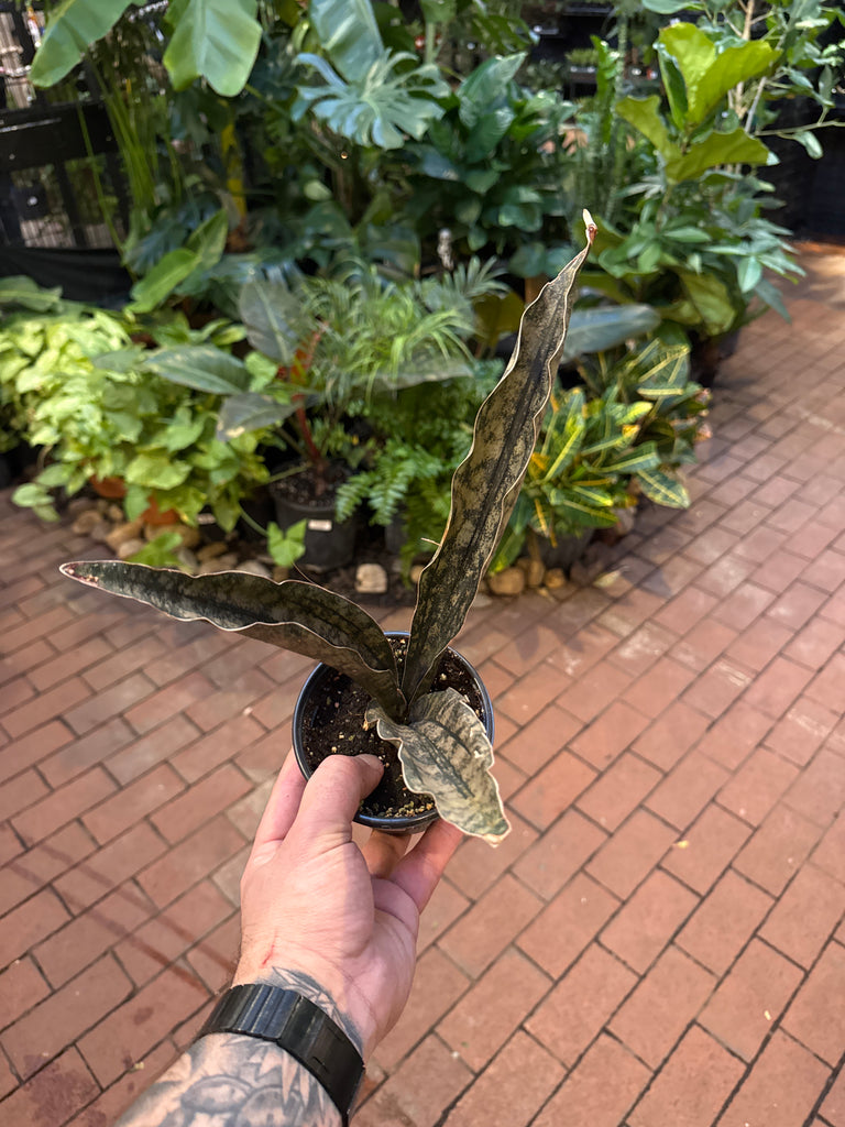 Sansevieria kirkii 'Coppertone' – Jordan's Jungle