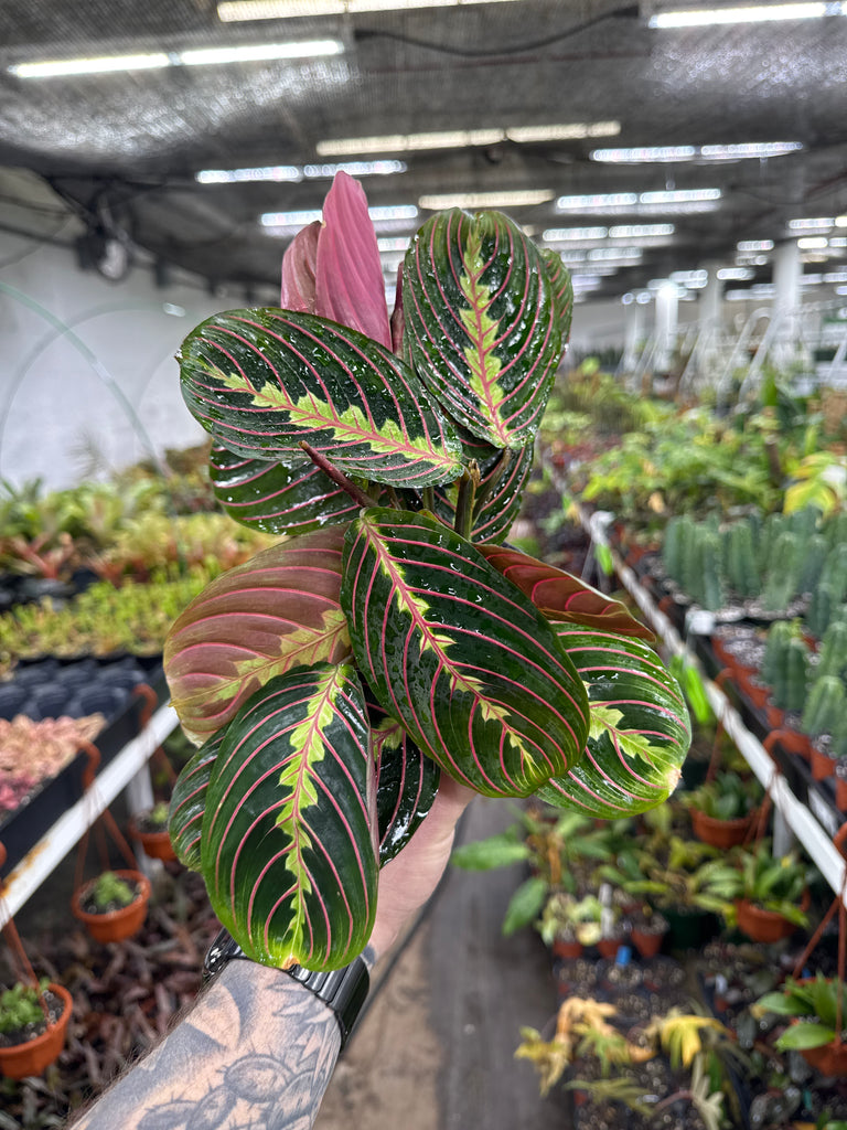 calathea leuconeura fascinator Maranta leuconeura (Red) 