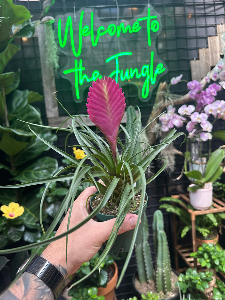 air plant with pink flowers Tillandsia Cyanea (Pink Quill) – Jordan's Jungle