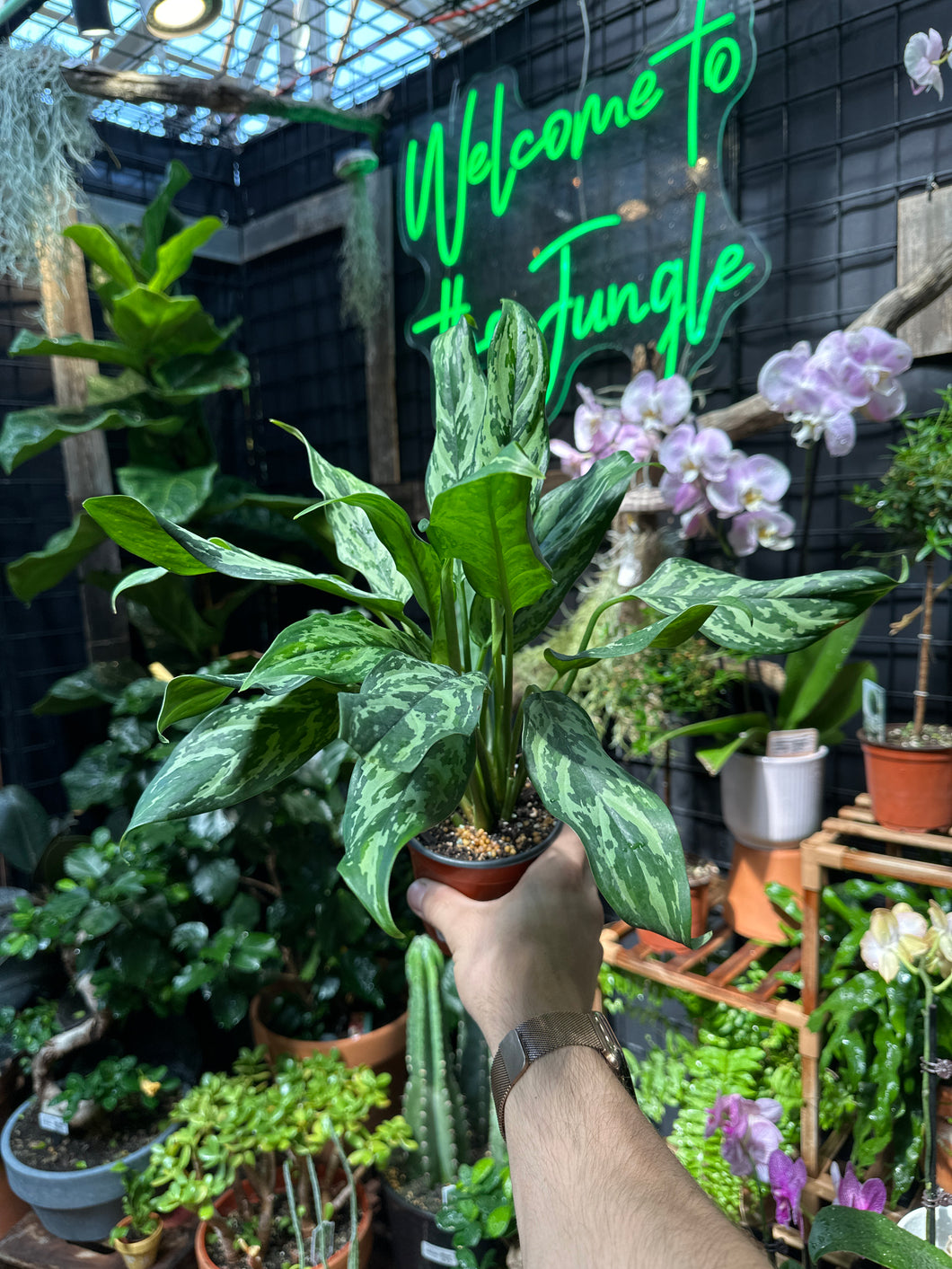 Aglaonema Juliette