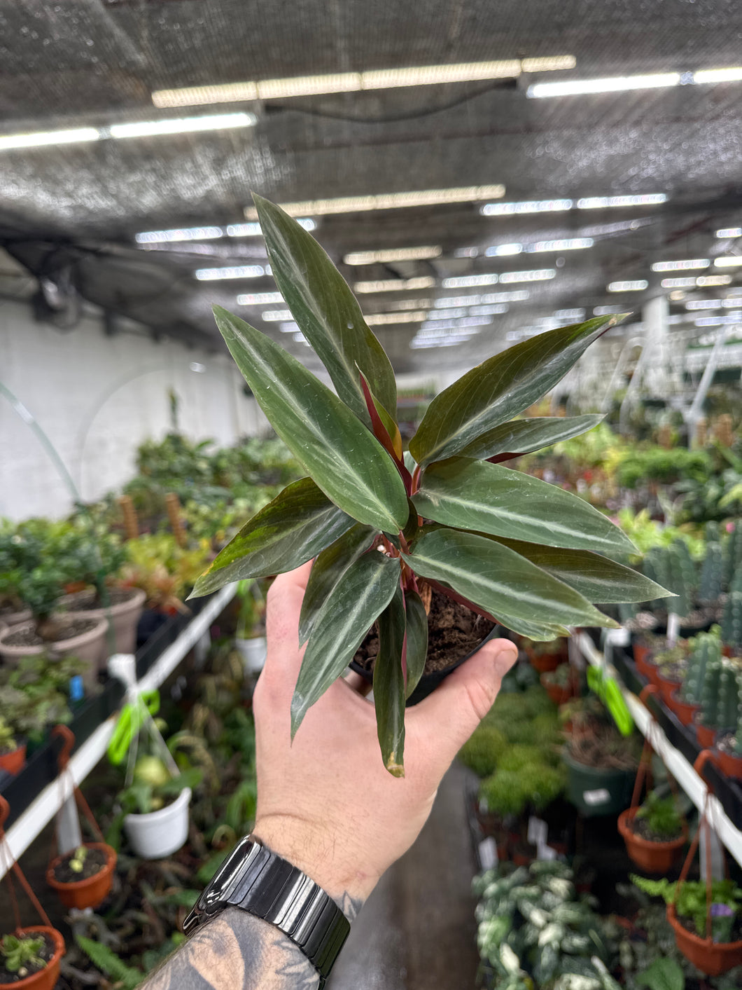 Stromanthe sanguinea