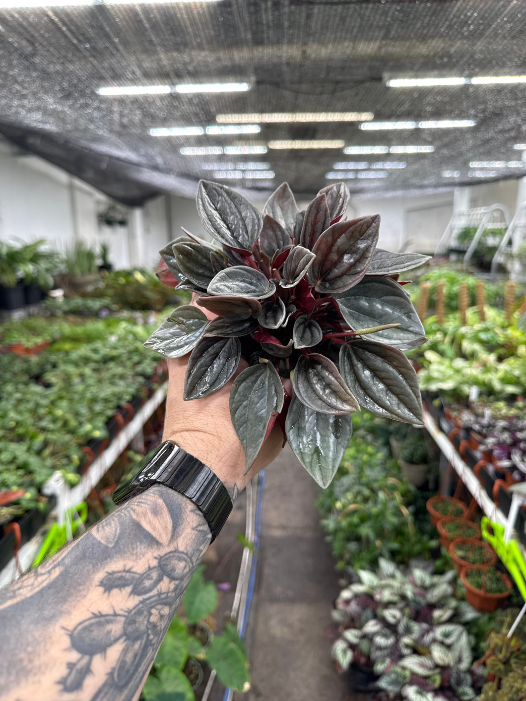 Peperomia Mendoza