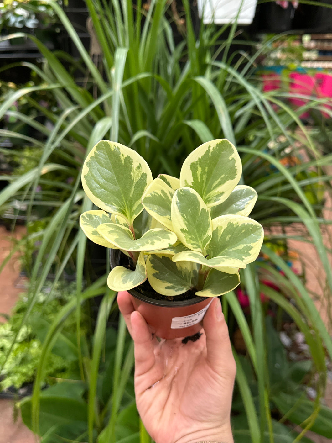 Peperomia Obtusifolia Marble