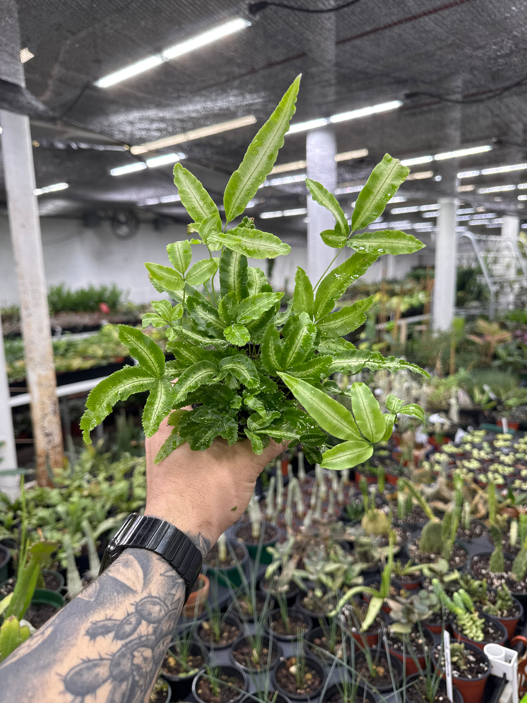 Ribbon Fern - Pteris cretica 'Albolineata'