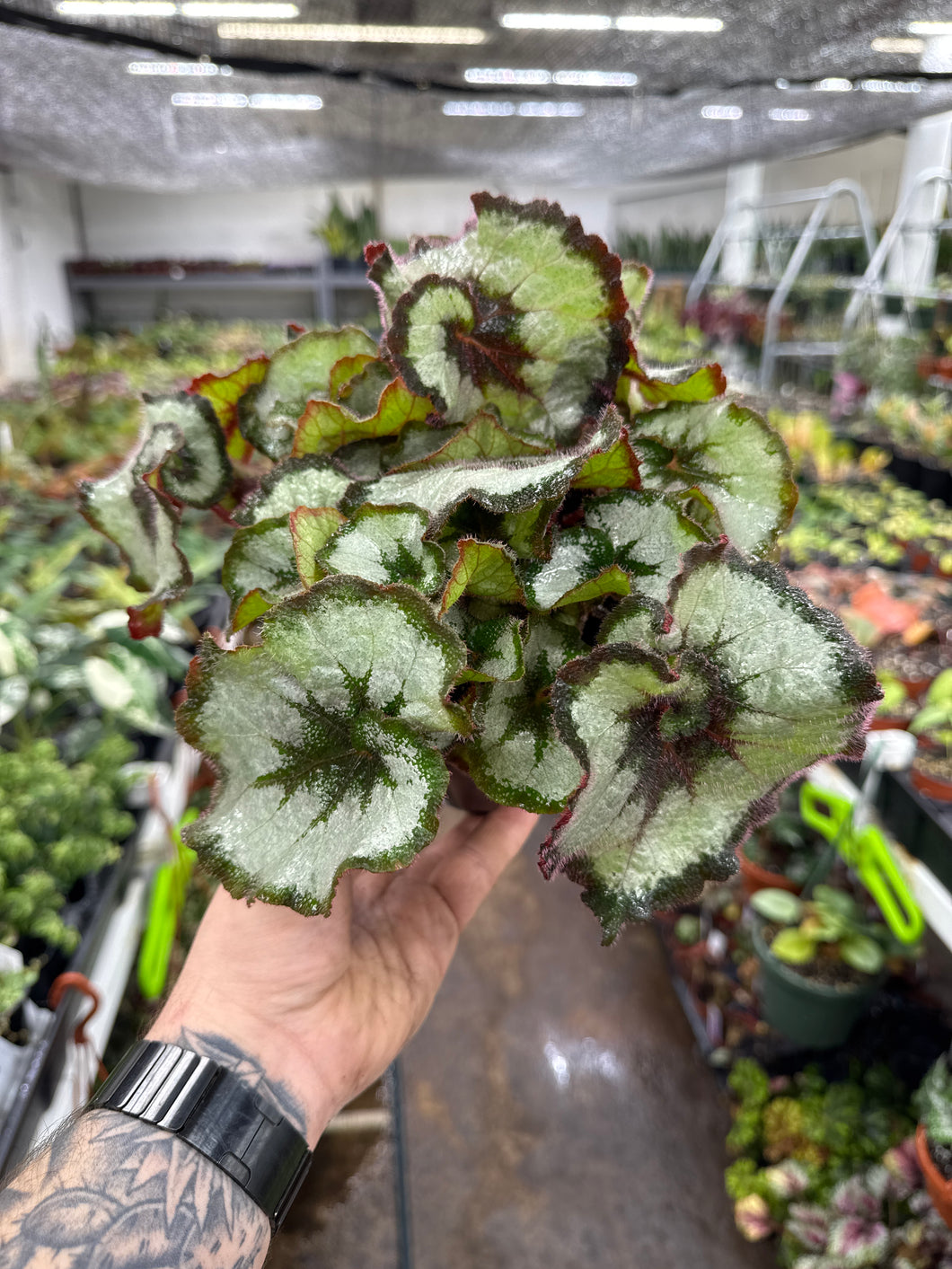 Begonia Rex 'Escargot'