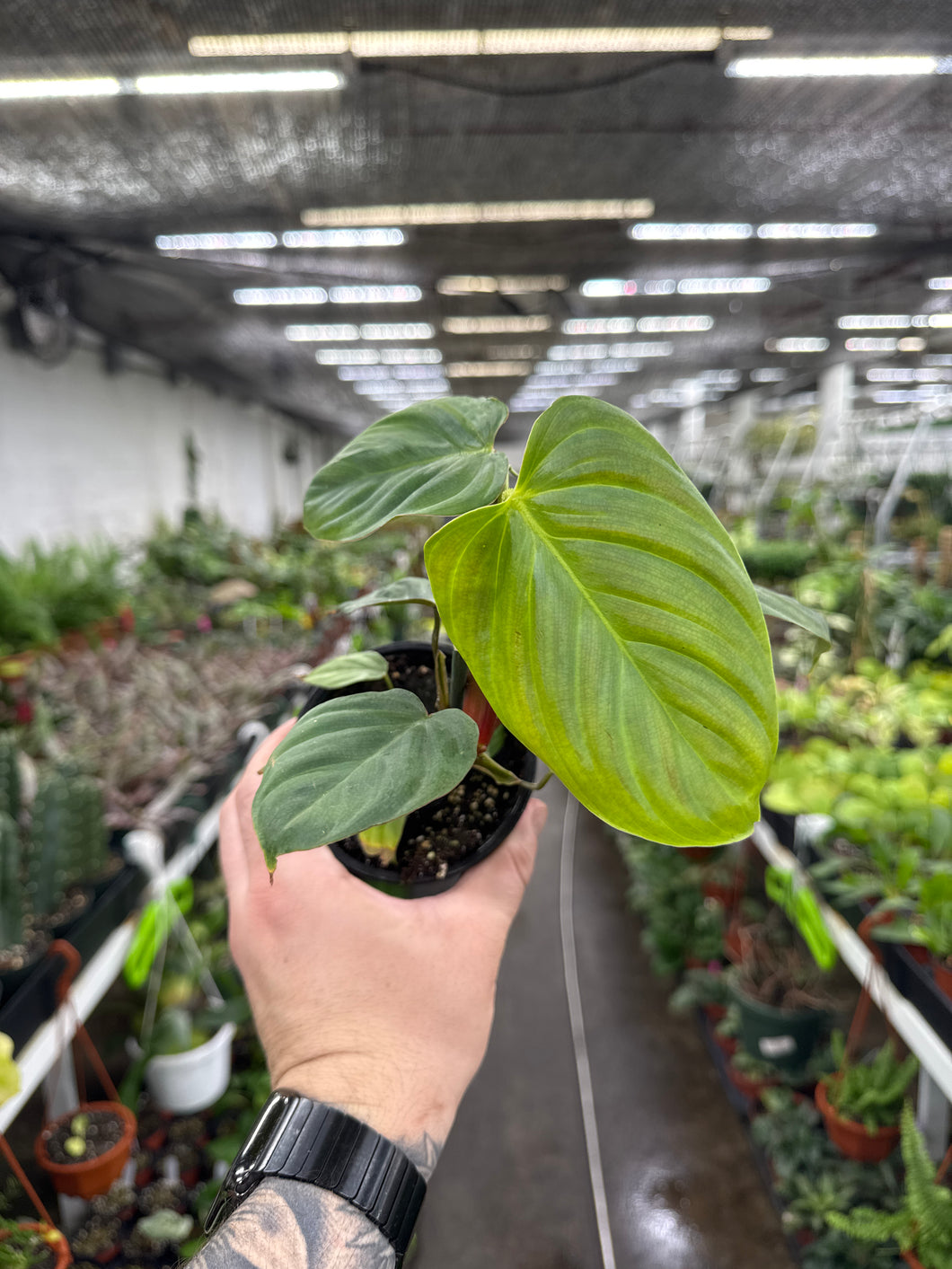 Philodendron nargaritense