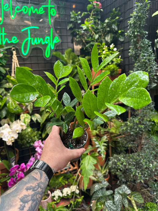 Zamioculcas Zamiifolia - ZZ Plant