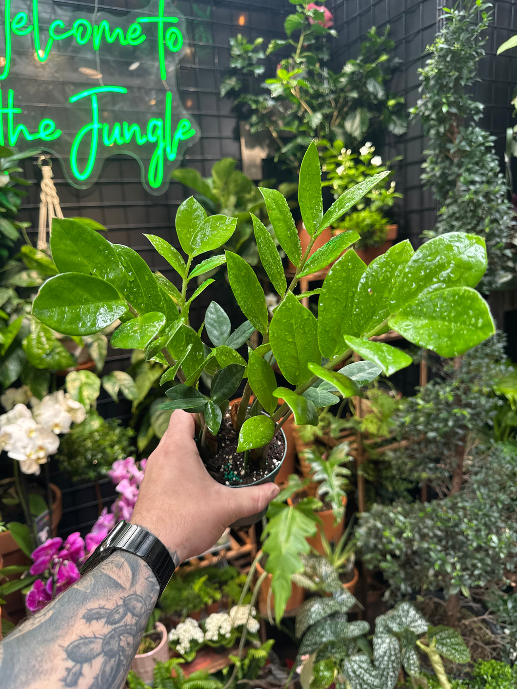 Zamioculcas Zamiifolia - ZZ Plant