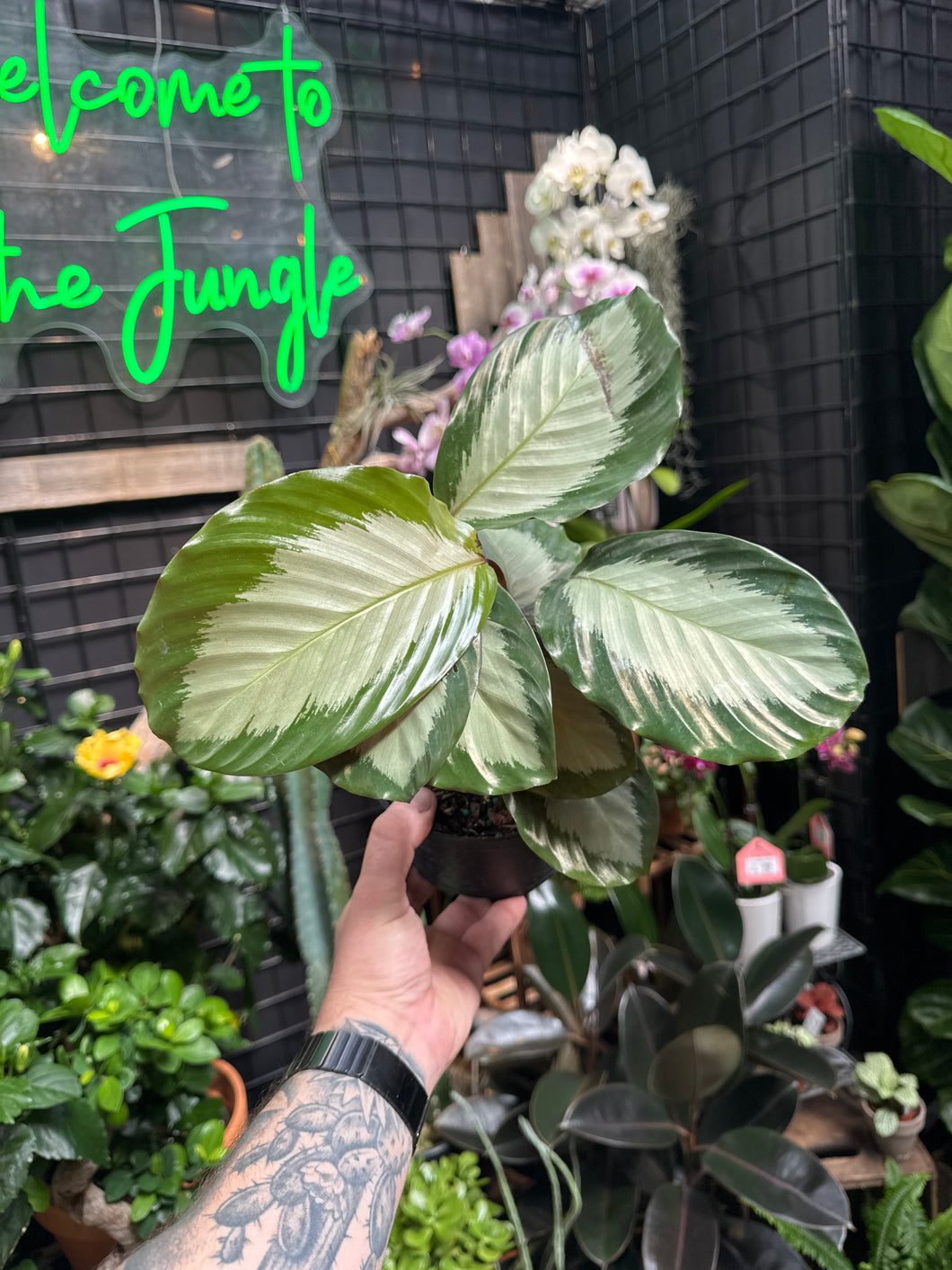 Calathea 'Royal Standard'