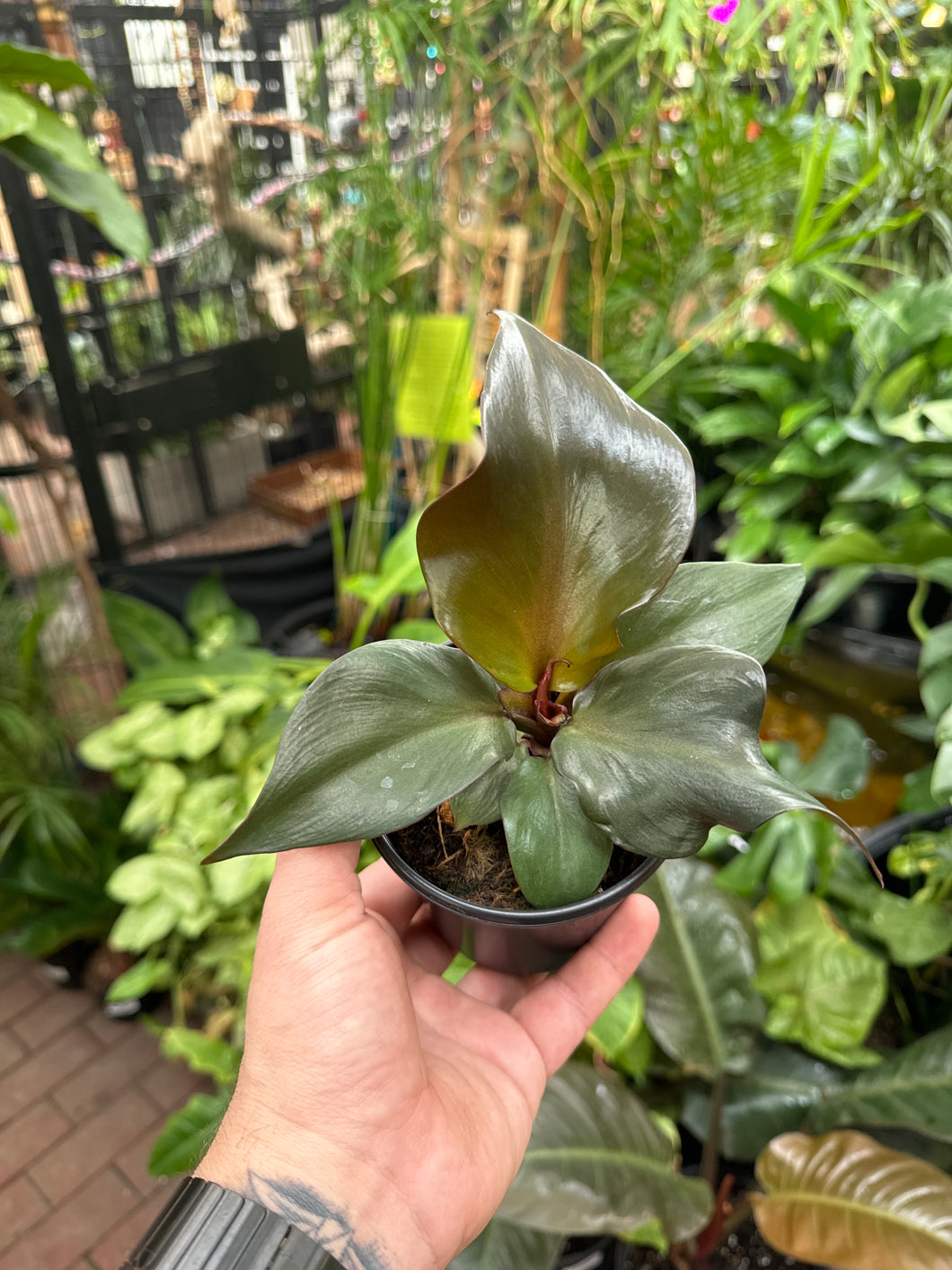 Philodendron Red Heart