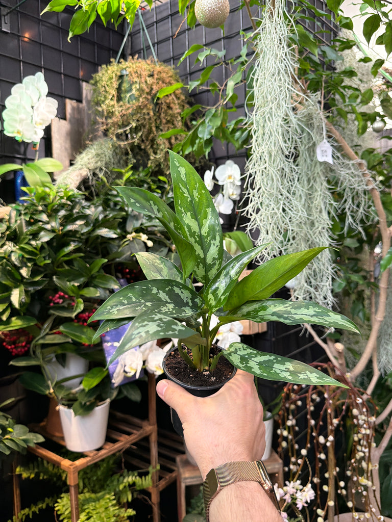 aglaonema maria plant care Aglaonema Maria – Jordan's Jungle